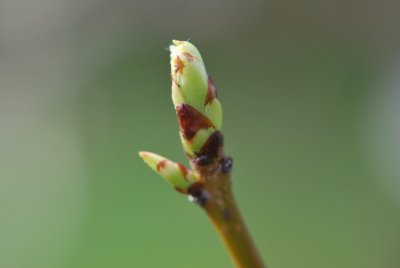 Nyssa sylvatica - tupela lesní - jarní výhony